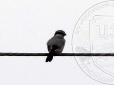 Сорокопут-серый_4